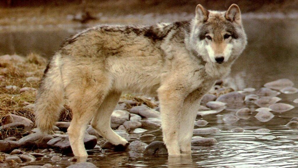 Une magnifique vidéo qui montre les changements inattendus que des loups ...